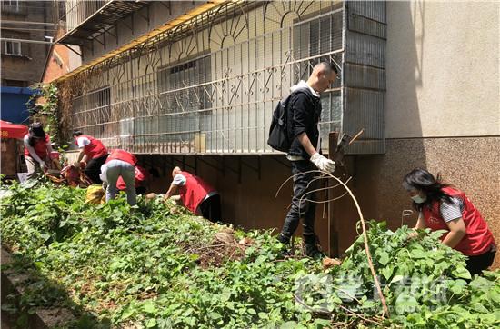 四害综合防治，构建健康人居环境的关键策略